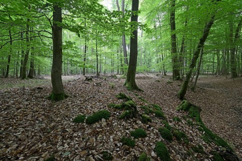 Riparian forest