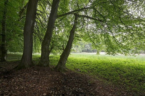 Riparian forest