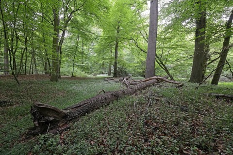 Riparian forest