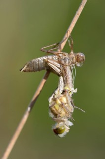 Small Darter (Leucorrhinia dubia)
