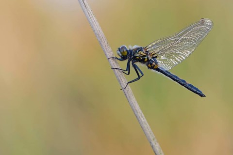 Nordic Ruby Whiteface (Leucorrhinia rubicunda)