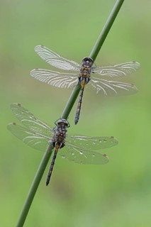 Nordic Ruby Whiteface (Leucorrhinia rubicunda)