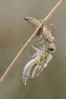 Nordic Ruby Whiteface (Leucorrhinia rubicunda)