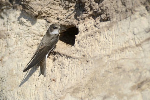 Sand Martin (Riparia riparia) outside a breeding cave