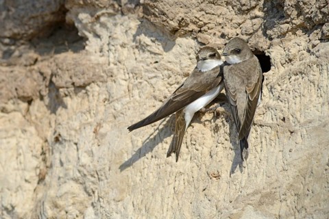 Sand Martins (Riparia riparia) outside a breeding cave
