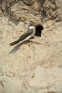 Sand Martin (Riparia riparia) outside a breeding cave