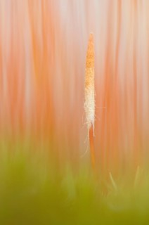 Bank Haircap Moss (Polytrichum formosum)