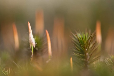 Bank Haircap Moss (Polytrichum formosum)