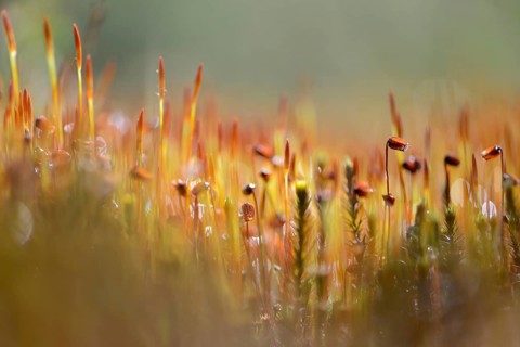 Bank Haircap Moss (Polytrichum formosum)