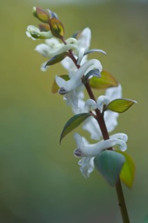 Hollowroot Birthwort (Corydalis cava)