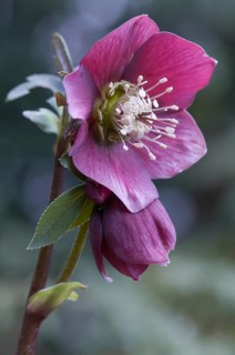 Lenten Rose (Helleborus hybrid)