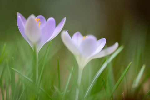 Woodland Crocus or Tommasini's Crocus (Crocus tommasinianus)