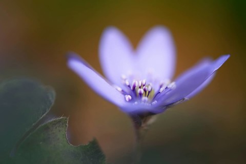 Transylvanian Hepatica (Hepatica transsylvanica)