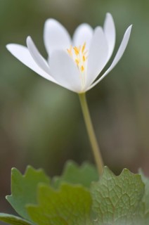 Canadian Bloodroot (Sanguinaria canadensis)