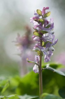 Hollowroot Birthwort (Corydalis cava)