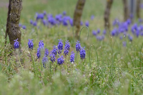 Grape Hyacinths (Muscari botryoides) between grapevines