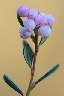 Bog Rosemary (Andromeda polyfolia)