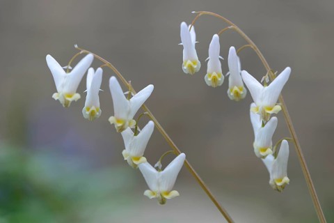 Dutchman's Breeches (Dicentra cucullaria)