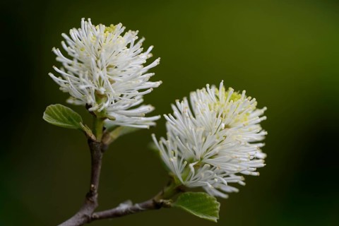 Mountain Witch Alder (Fothergilla major)