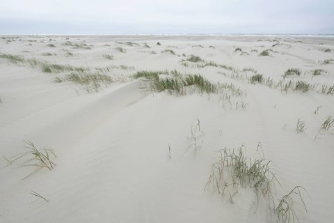Foredunes at a beach