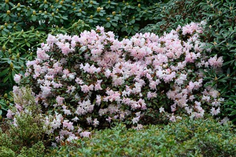 Blooming Rhododendron Ginny Gee (Rhododendron keiskei hybrid)