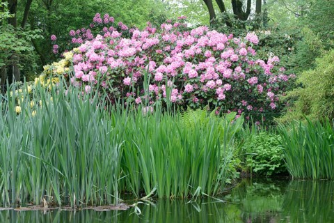 Blooming Rhododendron Hotei and Rhododendron Scintillation (Rhododendron hybrids)