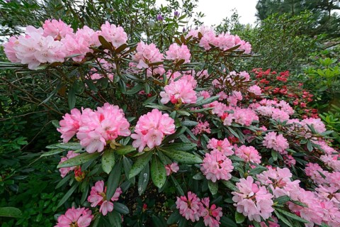 Pink blooming Rhododendron (Rhododendron)