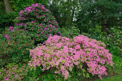 Blooming Rhododendrons (Rhododendron)