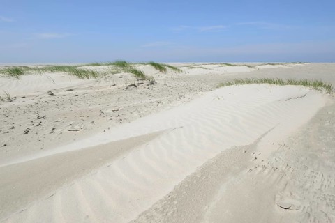 Foredunes at a beach