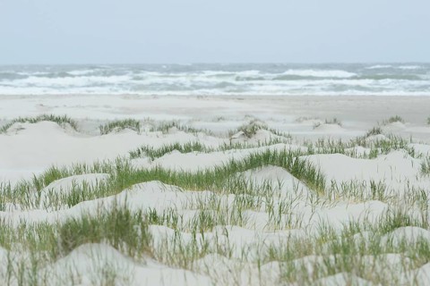 Foredunes at a beach