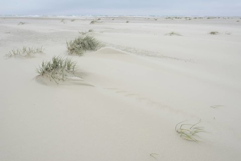 Foredunes at a beach