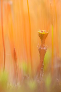 Sporangium of Bank Haircap Moss (Polytrichum formosum)