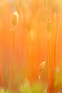 Bank Haircap Moss (Polytrichum formosum)