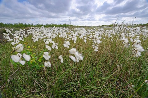 Common Cottongrass or Common Cottonsedge (Eriophorum angustifolium) in a bog