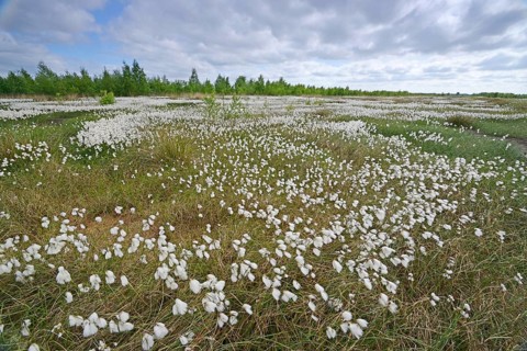 Common Cottongrass or Common Cottonsedge (Eriophorum angustifolium) in a bog
