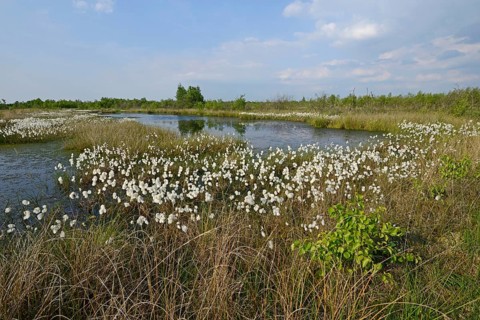 Common Cottongrass or Common Cottonsedge (Eriophorum angustifolium) in a bog