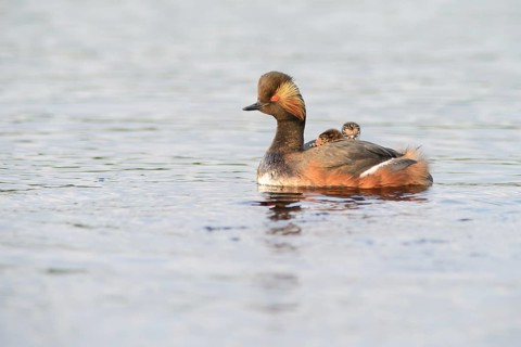 Black-necked Grebe (Podiceps nigricollis) with chicks