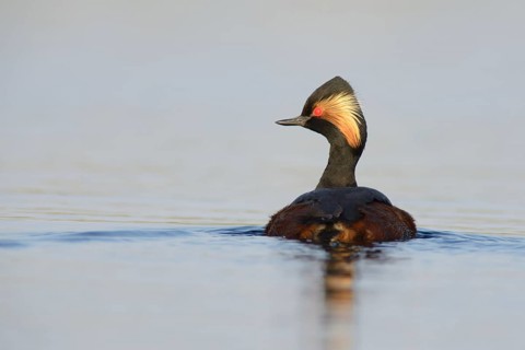 Black-necked Grebe (Podiceps nigricollis)