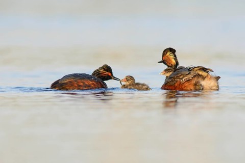 Black-necked Grebes (Podiceps nigricollis) with chicks