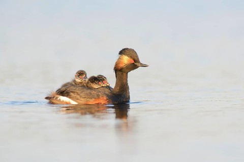 Black-necked Grebe (Podiceps nigricollis) with chicks