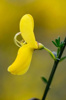 Common Broom or Scotch Broom (Cytisus scoparius)