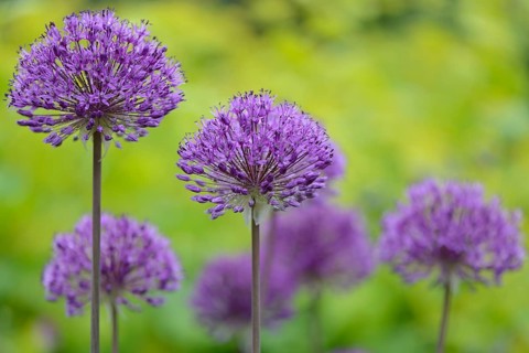 Blue Globe Onion or Blue Ornamental Onion (Allium caeruleum)