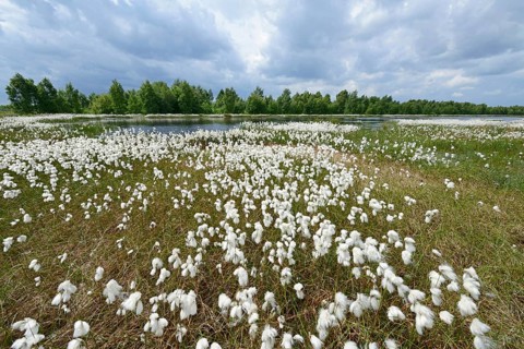 Wetland regeneration area with Common Cottongrass or Common Cottonsedge (Eriophorum angustifolium)