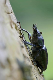 Stag Beetle (Lucanus cervus)