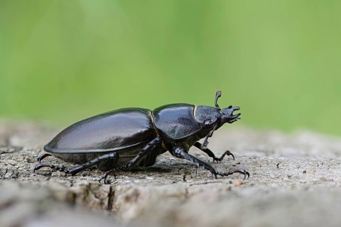 Stag Beetle (Lucanus cervus)
