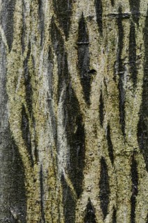 Bark of a European Hornbeam (Carpinus betulus)