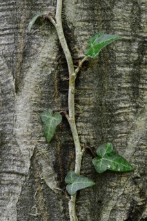 Ivy (Hedera helix) on a European Hornbeam (Carpinus betulus)