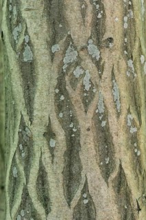 Bark of a European Hornbeam (Carpinus betulus)