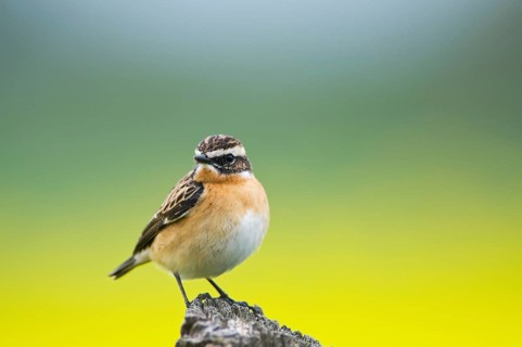 Stonechat (Saxicola torquata)