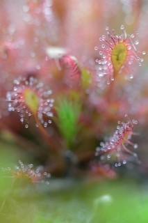 Oblong-leaved Sundew or Spoonleaf Sundew (Drosera intermedia)